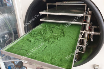 Nhiệt độ sấy bột tảo xoắn, tìm hiểu quy trình sấy bột tảo phù hợp