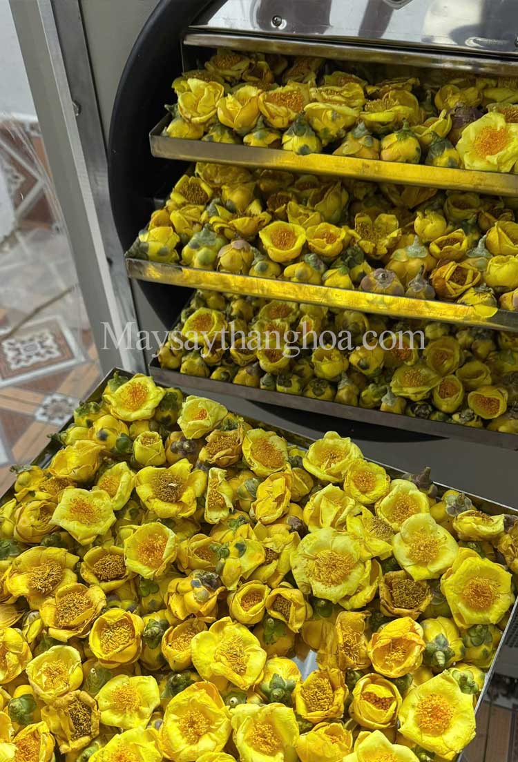 trà hoa vàng sấy khô trên máy sấy 5kg