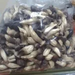 cách sấy nấm mối đen, sấy nấm rơm bằng máy sấy thăng hoa