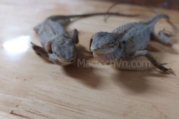 Máy sấy mẫu động vật, sấy khô các loại động vật nhỏ, màu đẹp