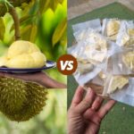 sầu riêng sấy khô giòn, đặc sản sấy thăng hoa