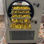 máy sấy trà hoa vàng, máy sấy thăng hoa