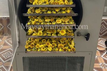 Máy sấy trà hoa vàng giữ nguyên bông, giữ màu sắc tự nhiên