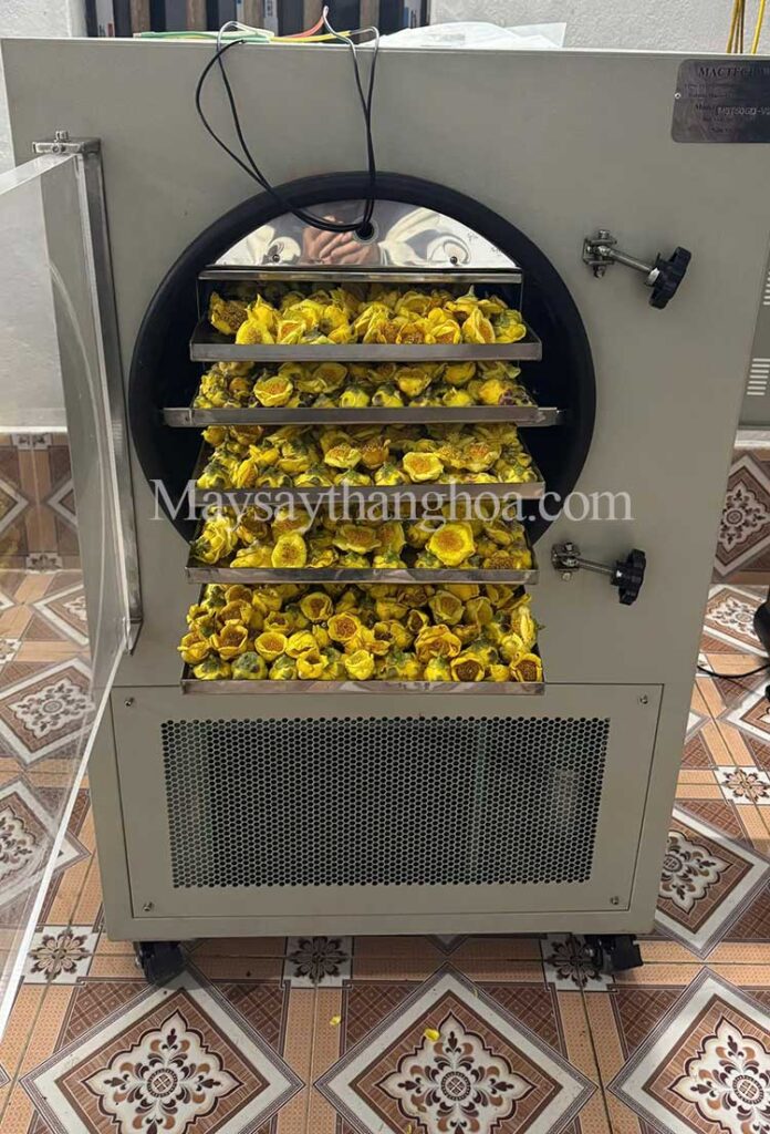 máy sấy trà hoa vàng, máy sấy thăng hoa